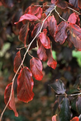 Arbre de fer Parrotia persica Arbuste 60-80 Pot 3 l (C3)