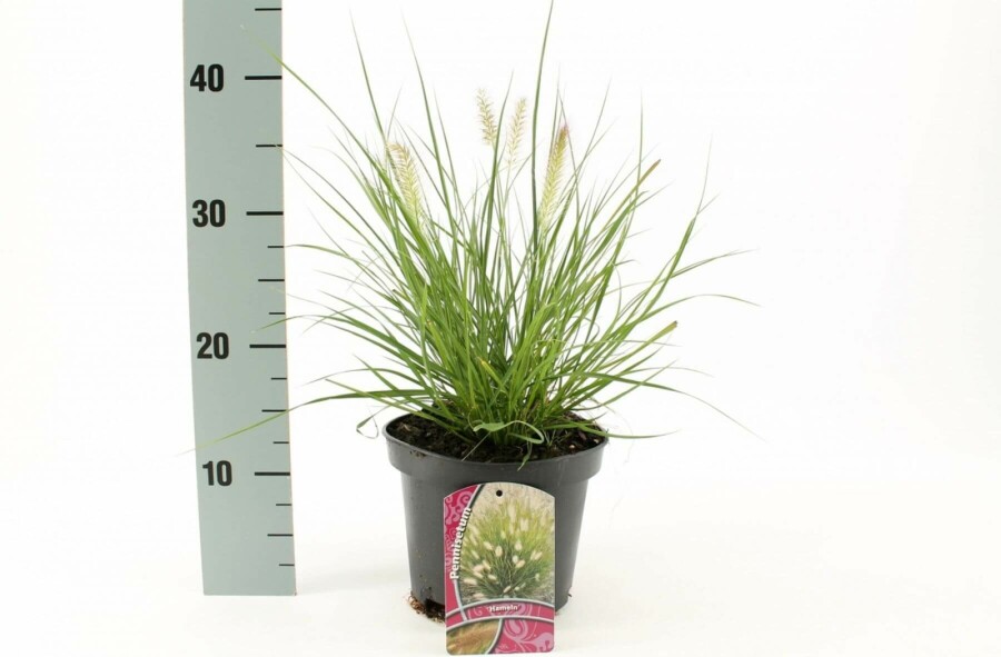 Cenchrus faux vulpin Pennisetum alopecuroides 'Hameln' 10-15 Pot 2 l (C2) Pennisetum alopecuroides 'Hameln'