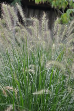 Cenchrus faux vulpin Pennisetum alopecuroides 'Hameln' 10-15 Pot 2 l (C2) Pennisetum alopecuroides 'Hameln'