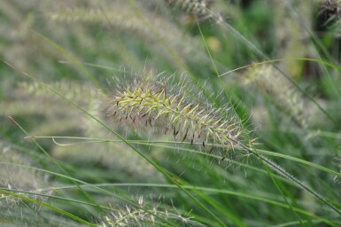 Cenchrus faux vulpin Pennisetum alopecuroides 'Hameln' 10-15 Pot 2 l (C2) Pennisetum alopecuroides 'Hameln'