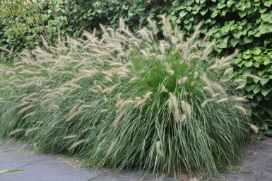 Cenchrus faux vulpin Pennisetum alopecuroides 'Hameln' 5-10 Pot 9x9 cm (P9) Pennisetum alopecuroides 'Hameln'