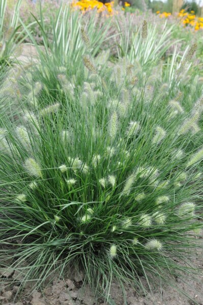 Cenchrus faux vulpin Pennisetum alopecuroides 'Little Bunny' 10-15 Pot 2 l (C2) Pennisetum alopecuroides 'Little Bunny'