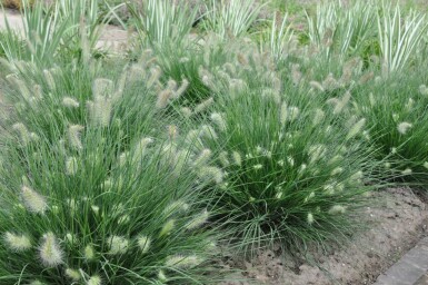 Cenchrus faux vulpin Pennisetum alopecuroides 'Little Bunny' 5-10 Pot 9x9 cm (P9)