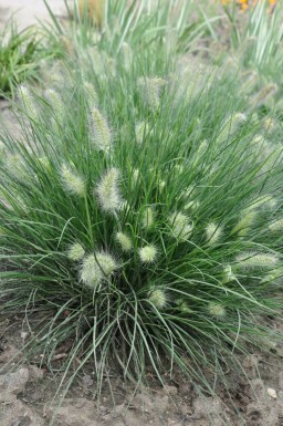 Cenchrus faux vulpin Pennisetum alopecuroides 'Little Bunny' 5-10 Pot 9x9 cm (P9)