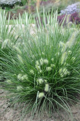 Cenchrus faux vulpin Pennisetum alopecuroides 'Little Bunny' 5-10 Pot 9x9 cm (P9) Pennisetum alopecuroides 'Little Bunny'
