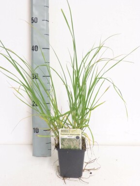 Cenchrus faux vulpin Pennisetum alopecuroides 'Magic' 5-10 Pot 9x9 cm (P9) Pennisetum alopecuroides 'Magic'