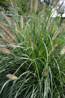 Cenchrus faux vulpin Pennisetum alopecuroides 'Magic' 5-10 Pot 9x9 cm (P9)