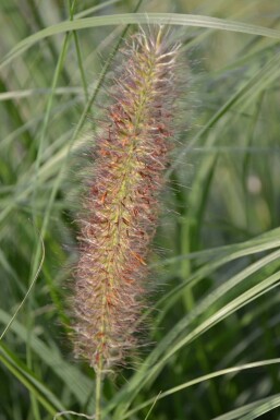 Cenchrus faux vulpin Pennisetum alopecuroides 'Magic' 5-10 Pot 9x9 cm (P9) Pennisetum alopecuroides 'Magic'