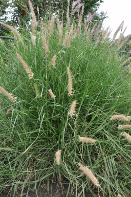 Cenchrus oriental Pennisetum orientale 5-10 Pot 9x9 cm (P9) Pennisetum orientale