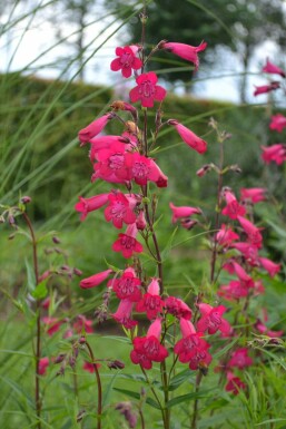 Pentstémon Penstemon 'Andenken an F. Hahn' 5-10 Pot 9x9 cm (P9)