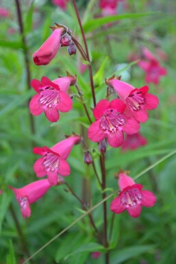 Pentstémon Penstemon 'Andenken an F. Hahn' 5-10 Pot 9x9 cm (P9)