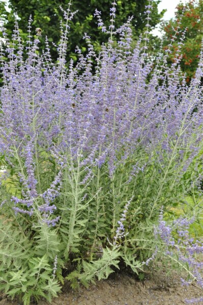 Pérovskia à feuilles d'arroche Perovskia atriplicifolia 'Blue Spire' 5-10 Pot 9x9 cm (P9) Perovskia atriplicifolia 'Blue Spire'