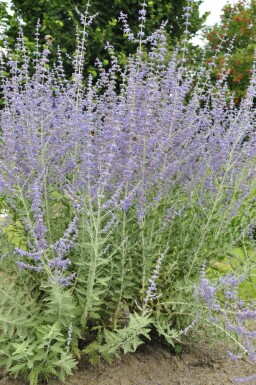 Pérovskia à feuilles d'arroche Perovskia atriplicifolia 'Blue Spire' 5-10 Pot 9x9 cm (P9) Perovskia atriplicifolia 'Blue Spire'