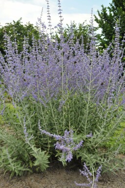 Pérovskia à feuilles d'arroche Perovskia atriplicifolia 'Blue Spire' 5-10 Pot 9x9 cm (P9) Perovskia atriplicifolia 'Blue Spire'