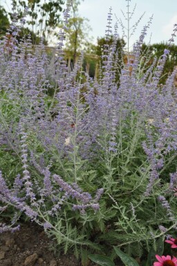 Pérovskia à feuilles d'arroche Perovskia atriplicifolia 'Blue Spire' 5-10 Pot 9x9 cm (P9) Perovskia atriplicifolia 'Blue Spire'