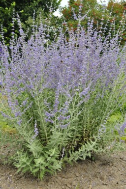 Pérovskia à feuilles d'arroche Perovskia atriplicifolia 'Blue Spire' 5-10 Pot 9x9 cm (P9) Perovskia atriplicifolia 'Blue Spire'
