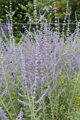 Pérovskia à feuilles d'arroche Perovskia atriplicifolia 'Blue Spire' 5-10 Pot 9x9 cm (P9) Perovskia atriplicifolia 'Blue Spire'