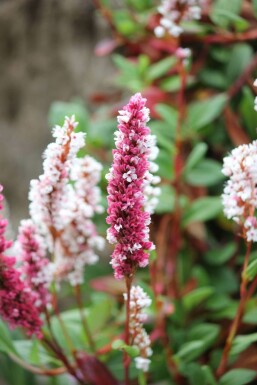 Bistorte affine Persicaria affinis 'Darjeeling Red' 5-10 Pot 9x9 cm (P9)