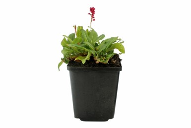 Bistorte affine Persicaria affinis 'Darjeeling Red' 5-10 Pot 9x9 cm (P9)