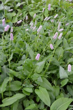 Persicaria bistorta 'Superba'