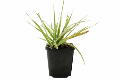 Alpiste roseau Phalaris arundinacea 'Picta' 5-10 Pot 9x9 cm (P9) Phalaris arundinacea 'Picta'