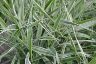 Alpiste roseau Phalaris arundinacea 'Picta' 5-10 Pot 9x9 cm (P9)