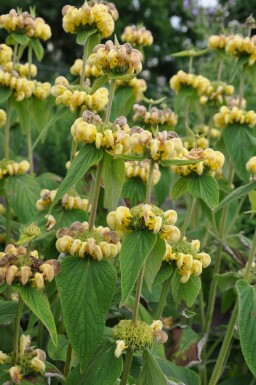 Phlomide de Russel Phlomis russeliana 5-10 Pot 9x9 cm (P9) Phlomis russeliana