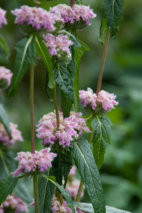 Sauge de jérusalem Phlomis tuberosa 5-10 Pot 9x9 cm (P9) Phlomis tuberosa
