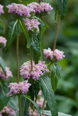 Sauge de jérusalem Phlomis tuberosa 5-10 Pot 9x9 cm (P9)