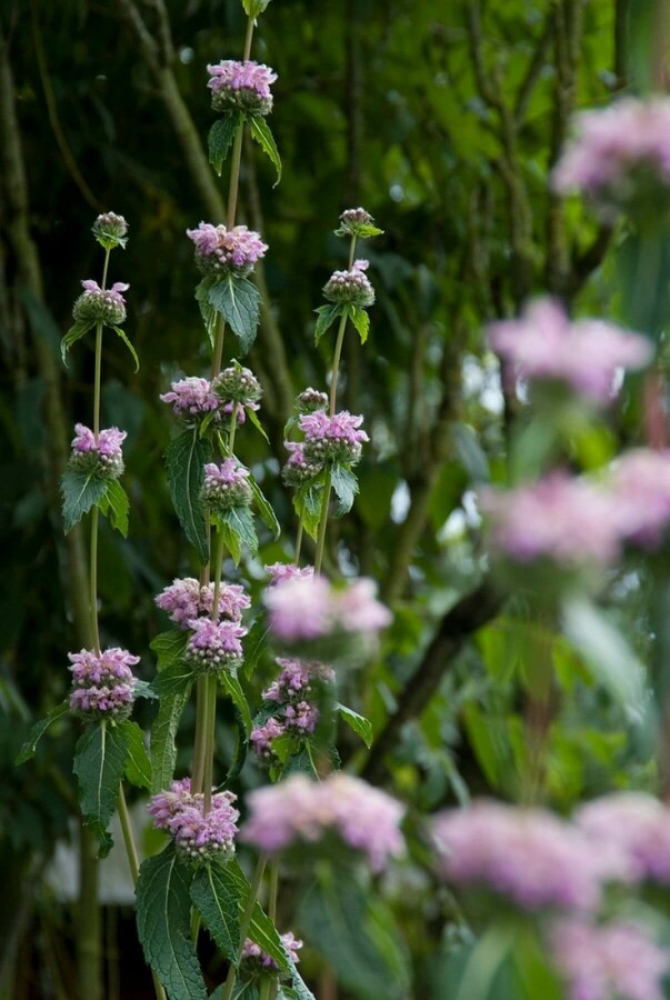 Sauge de jérusalem Phlomis tuberosa 5-10 Pot 9x9 cm (P9) Phlomis tuberosa