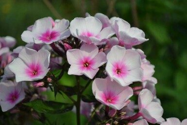 Phlox paniculé Phlox paniculata 'Bright Eyes' 5-10 Pot 9x9 cm (P9) Phlox paniculata 'Bright Eyes'