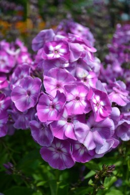 Phlox paniculé Phlox paniculata 'Laura' 5-10 Pot 9x9 cm (P9) Phlox paniculata 'Laura'