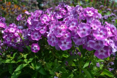 Phlox paniculé Phlox paniculata 'Laura' 5-10 Pot 9x9 cm (P9) Phlox paniculata 'Laura'