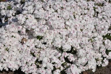 Phlox subulé Phlox subulata 'Amazing Grace' 5-10 Pot 9x9 cm (P9)