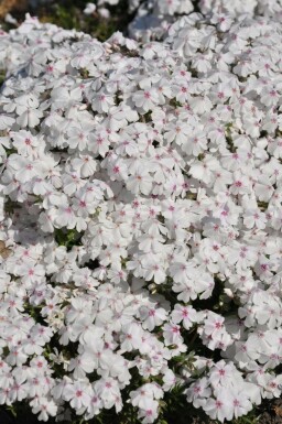 Phlox subulé Phlox subulata 'Amazing Grace' 5-10 Pot 9x9 cm (P9) Phlox subulata 'Amazing Grace'