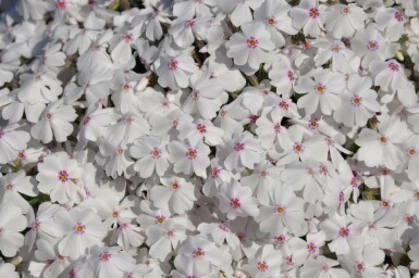 Phlox subulé Phlox subulata 'Amazing Grace' 5-10 Pot 9x9 cm (P9)