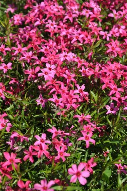 Phlox subulé Phlox subulata 'Atropurpurea' 10-15 Pot 2 l (C2) Phlox subulata 'Atropurpurea'