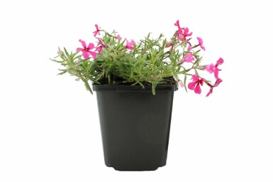 Phlox subulé Phlox subulata 'Atropurpurea' 5-10 Pot 9x9 cm (P9) Phlox subulata 'Atropurpurea'