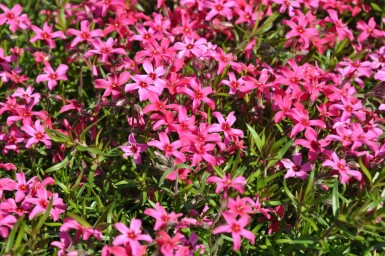 Phlox subulé Phlox subulata 'Atropurpurea' 5-10 Pot 9x9 cm (P9) Phlox subulata 'Atropurpurea'