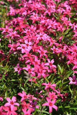 Phlox subulé Phlox subulata 'Atropurpurea' 5-10 Pot 9x9 cm (P9) Phlox subulata 'Atropurpurea'