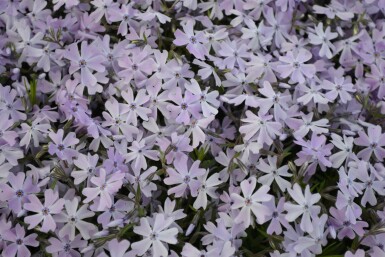 Phlox subulé Phlox subulata 'Emerald Cushion Blue' 15-20 Pot 2 l (C2) Phlox subulata 'Emerald Cushion Blue'