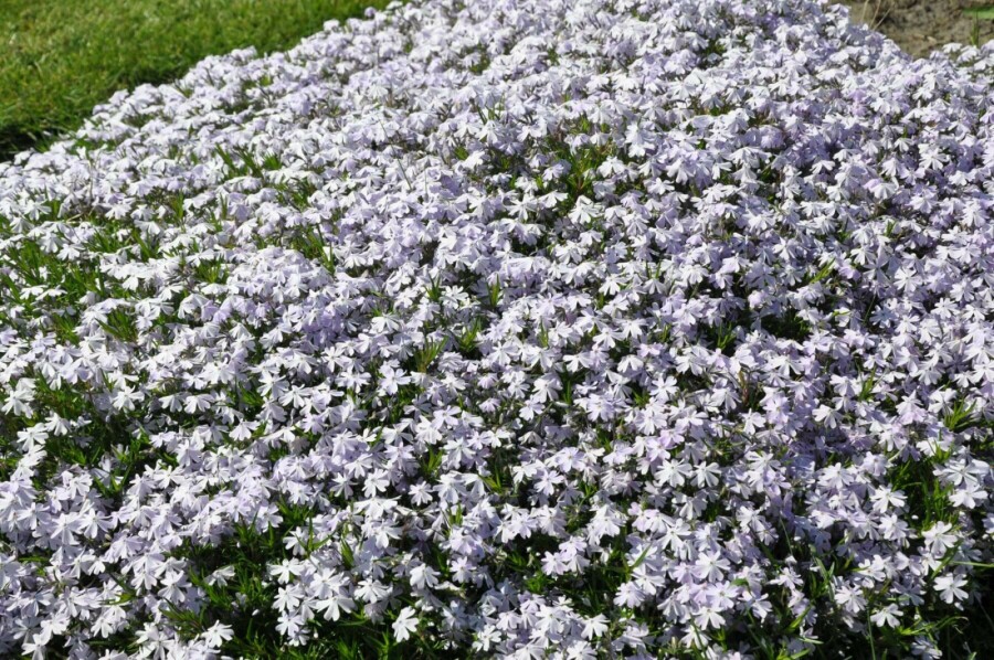 Phlox subulé Phlox subulata 'Emerald Cushion Blue' 5-10 Pot 9x9 cm (P9) Phlox subulata 'Emerald Cushion Blue'