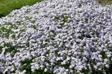Phlox subulé Phlox subulata 'Emerald Cushion Blue' 5-10 Pot 9x9 cm (P9) Phlox subulata 'Emerald Cushion Blue'