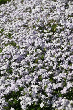 Phlox subulé Phlox subulata 'Emerald Cushion Blue' 5-10 Pot 9x9 cm (P9) Phlox subulata 'Emerald Cushion Blue'