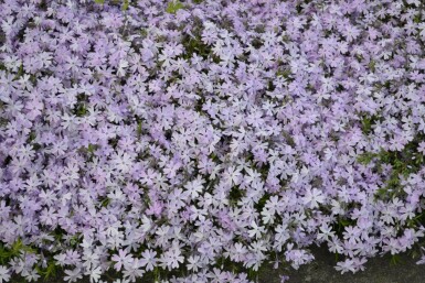 Phlox subulé Phlox subulata 'Emerald Cushion Blue' 5-10 Pot 9x9 cm (P9) Phlox subulata 'Emerald Cushion Blue'
