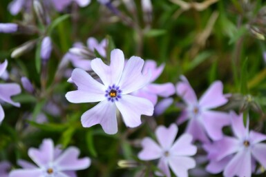 Phlox subulé Phlox subulata 'Emerald Cushion Blue' 5-10 Pot 9x9 cm (P9) Phlox subulata 'Emerald Cushion Blue'