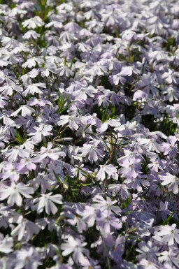 Phlox subulé Phlox subulata 'Emerald Cushion Blue' 5-10 Pot 9x9 cm (P9) Phlox subulata 'Emerald Cushion Blue'