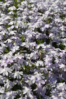 Phlox subulé Phlox subulata 'Emerald Cushion Blue' 5-10 Pot 9x9 cm (P9)