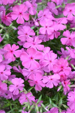 Phlox subulata 'Mac Daniel's Cushion'