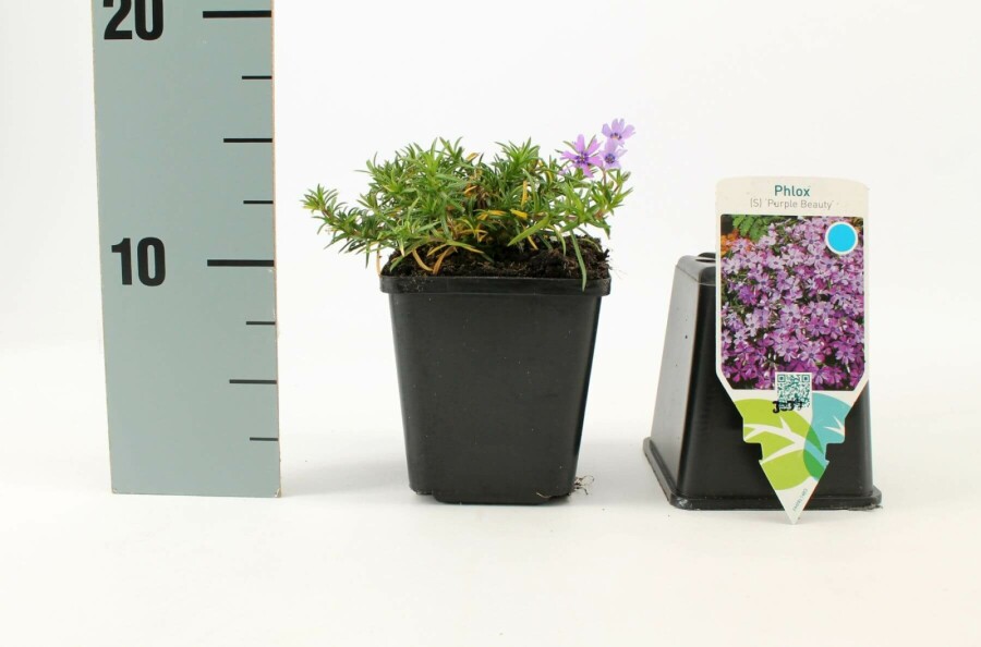 Phlox subulé Phlox subulata 'Purple Beauty' 5-10 Pot 9x9 cm (P9) Phlox subulata 'Purple Beauty'